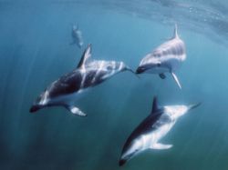 4 Dolphins , Patagonia - Puerto Piramides by Ralf Levc 